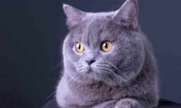 料理猫爆料视频大全,视频大全揭秘美食背后的故事